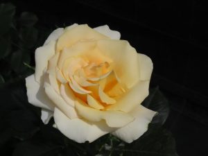 The John Ystumllyn Rose