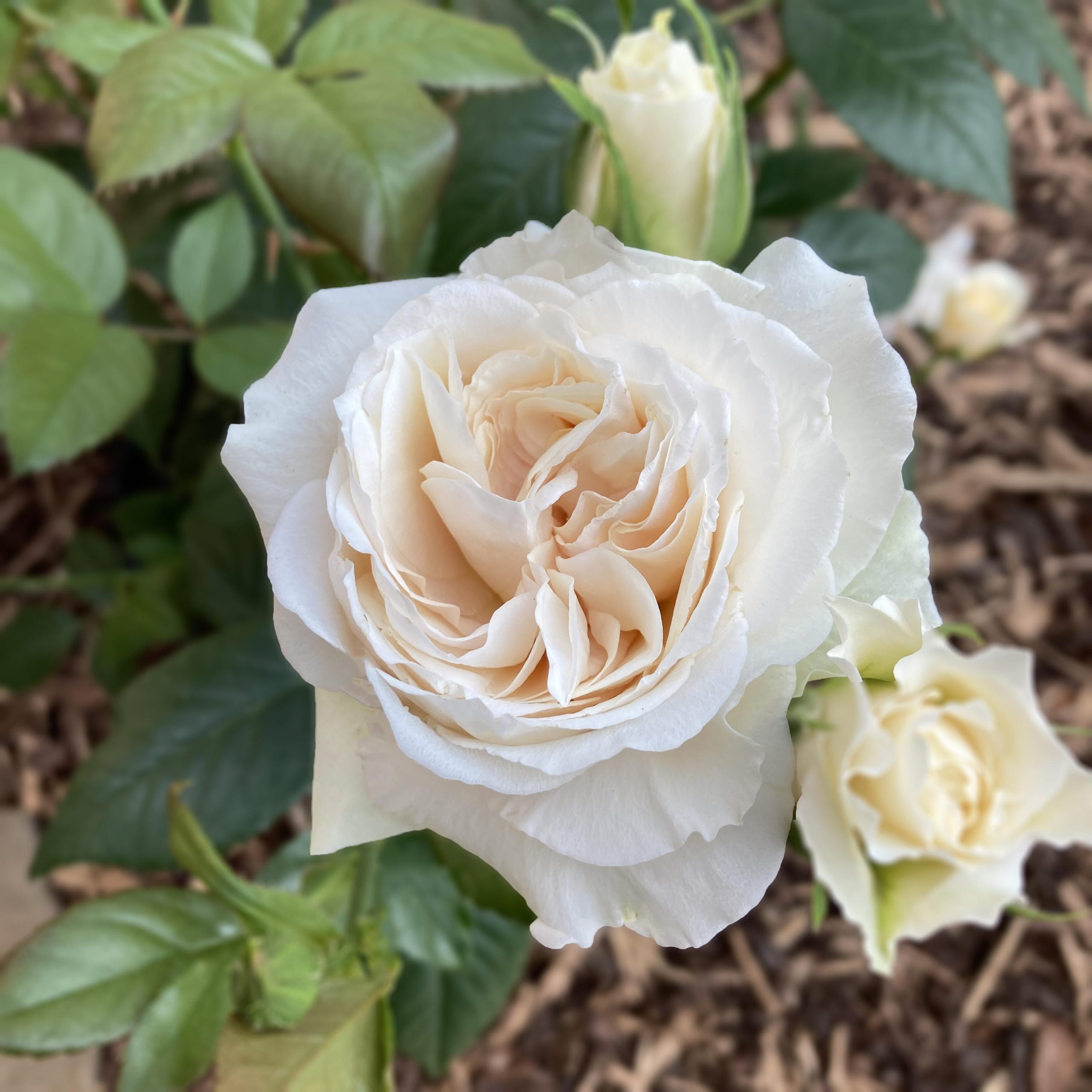 Cachette du Jane Austen – Rose Mille