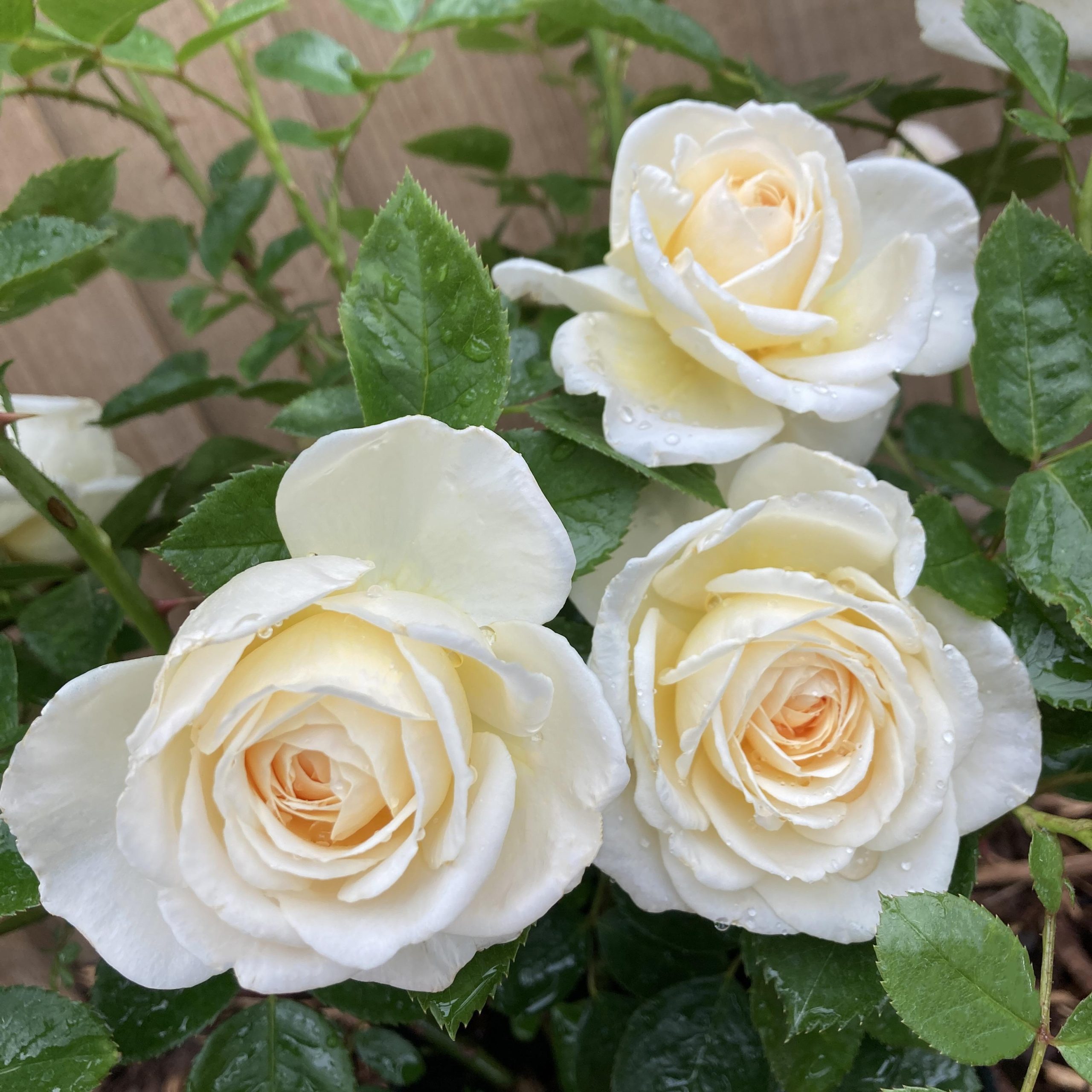 Cream Abundance Rose