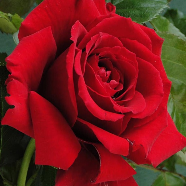 The Official England Rugby Rose - Harkness Roses 1879