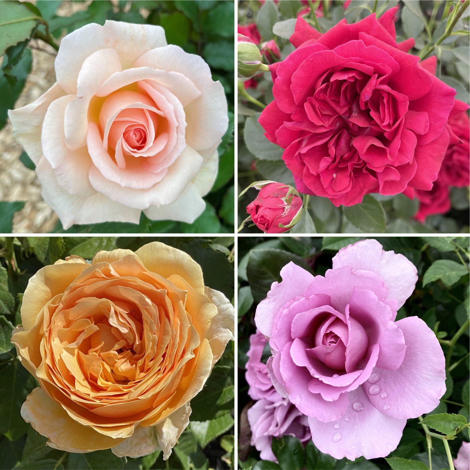 Competitions & Giveaways | The Harkness Rose Company