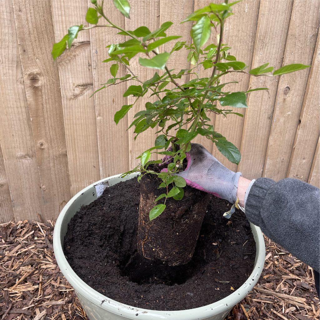 how-to-plant-a-potted-rose-the-harkness-rose-company