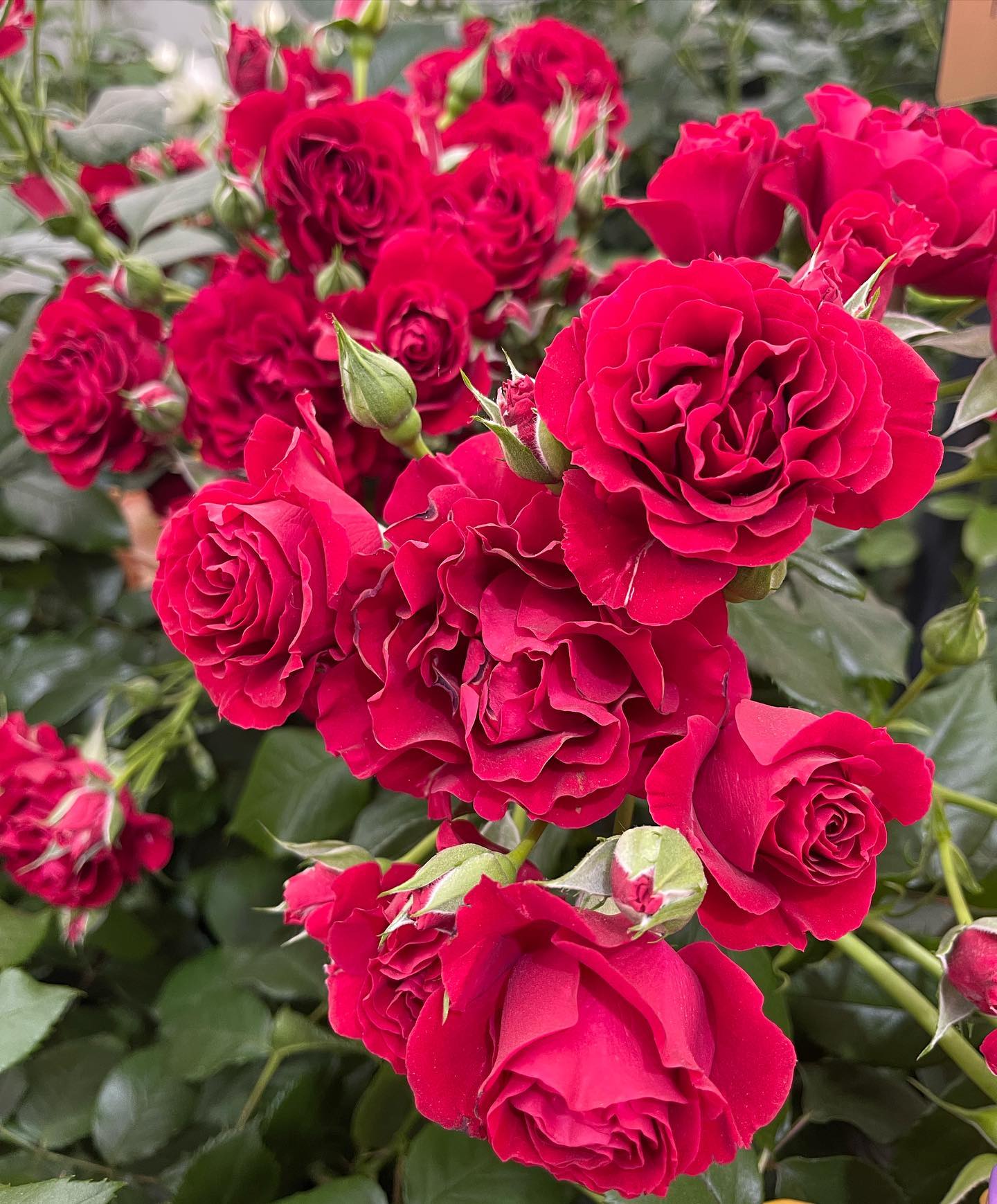 Month by Month guide to caring for your roses - The Harkness Rose Company